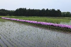 a07haru015.jpg