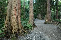 d01y_jinja006.jpg