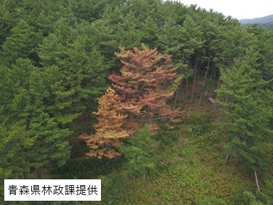 松くい虫の被害にあったマツの木