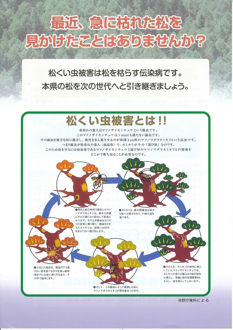松くい虫被害は松を枯らす伝染病です。本県の松を次の世代へと引き継ぎましょう。