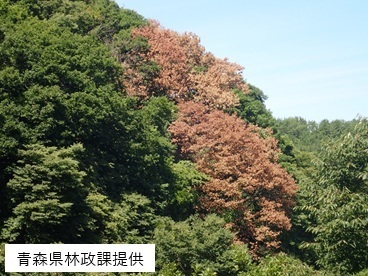 枯れかかっているナラの木