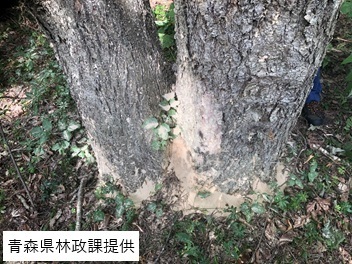 フラス（木くず）が溜まったナラの木